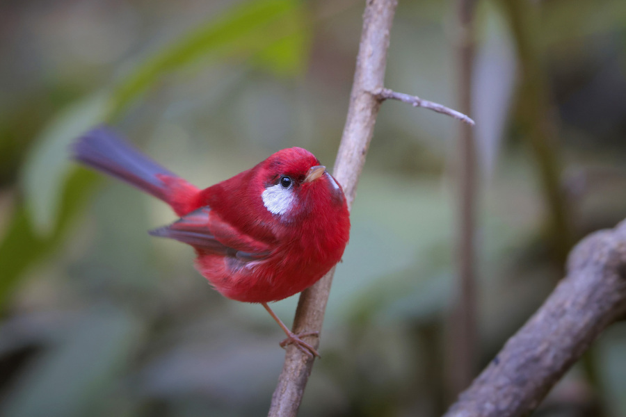 Texas Target Birds (Birding and Photography with Greg Lavaty